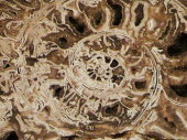 Cephalapod Fossil, Washinton University Museum