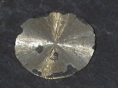 Pyrite Dollars, found only in Randolph County, Illinois